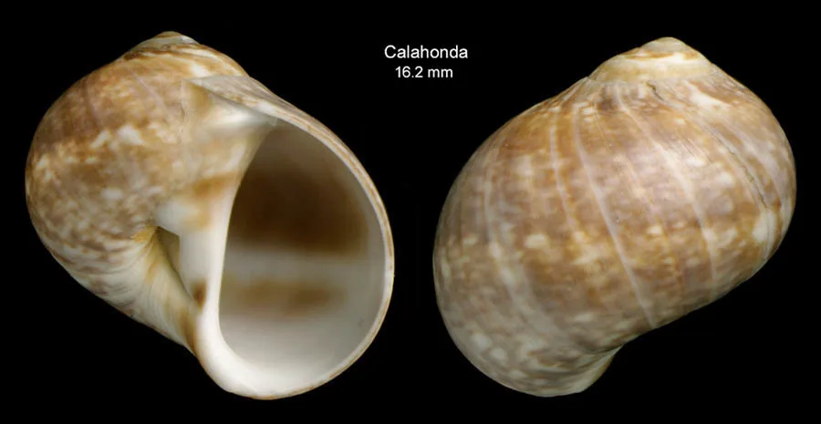 Tectonatica prietoi