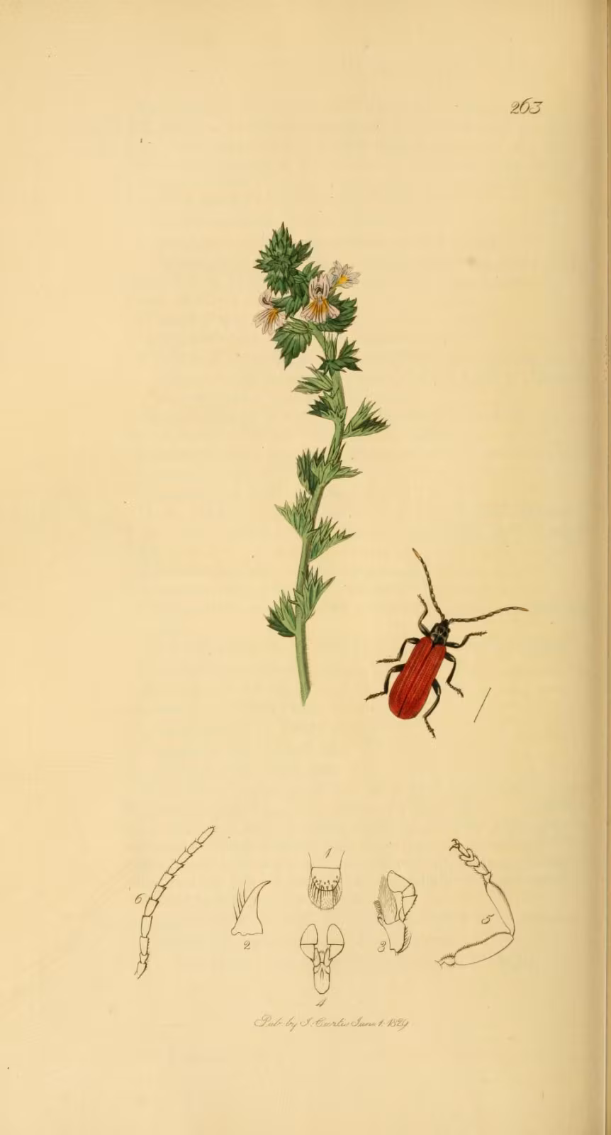 Platycis minutus
