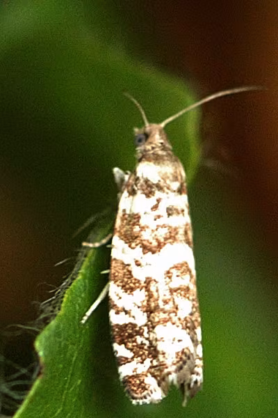 Epinotia tedella