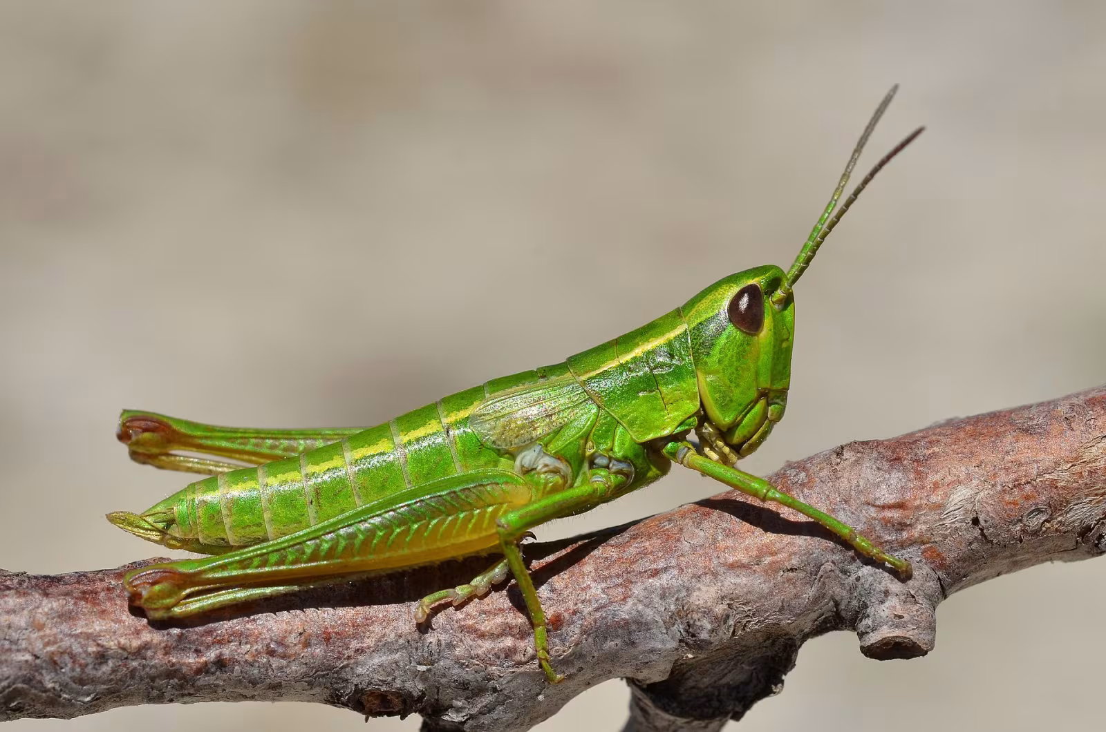 Crisocraone brachittero