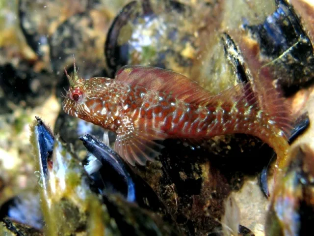 Bavosa mediterranea
