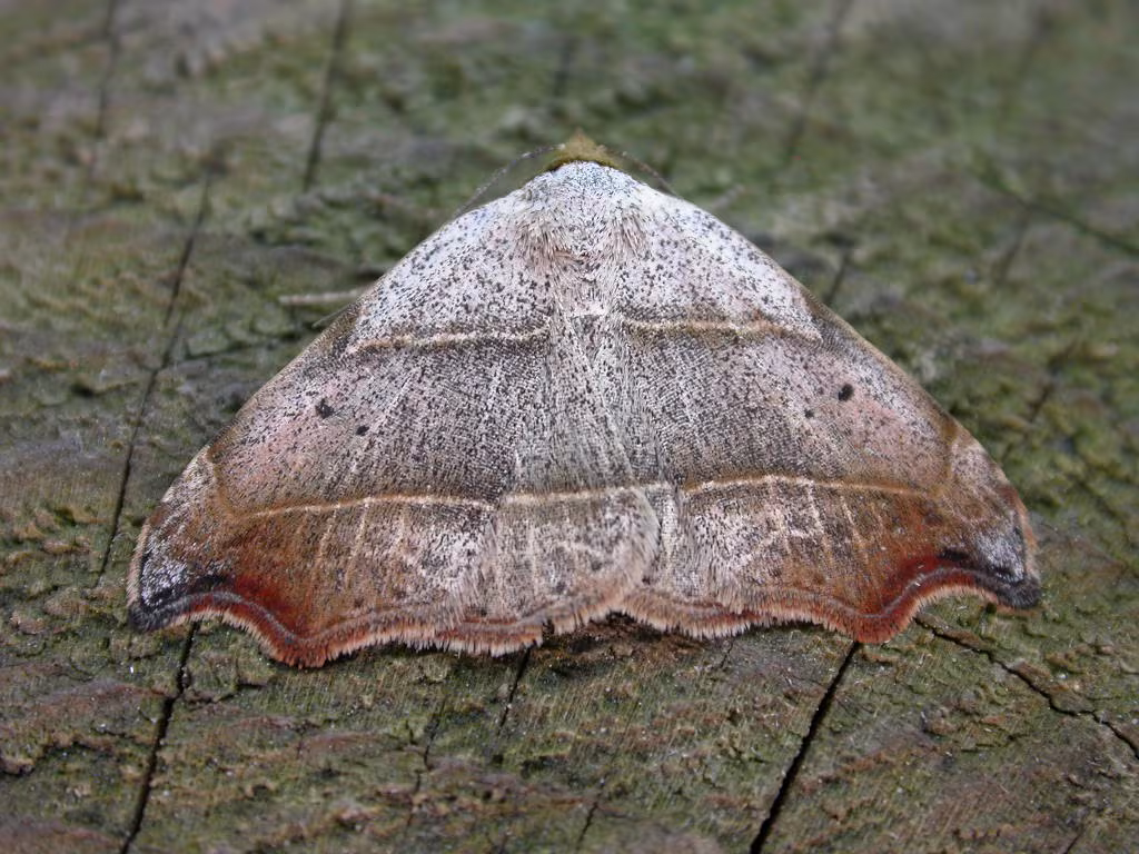 Laspeyria flexula