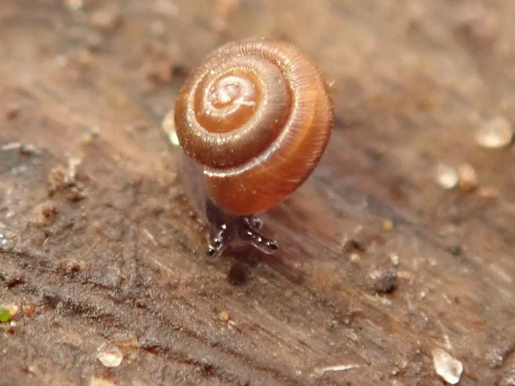 Punctum pygmaeum