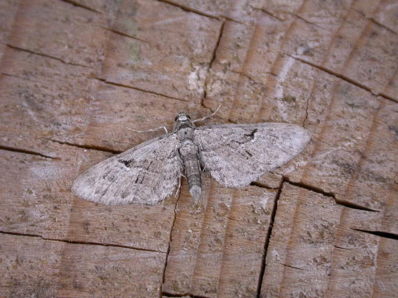 Eupithecia pusillata