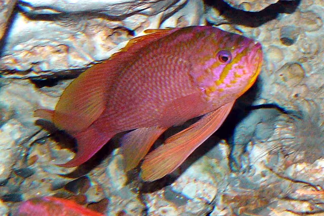 Castagnola rossa