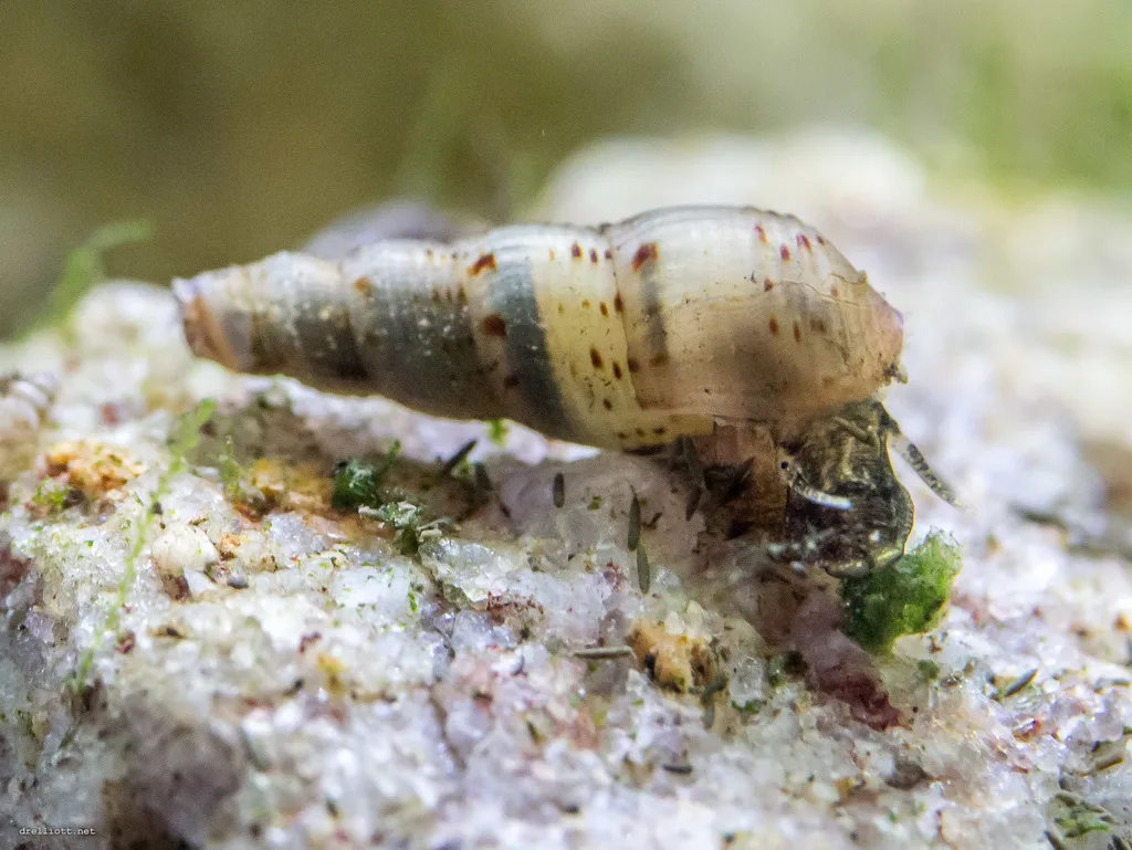 Melanoides tuberculata