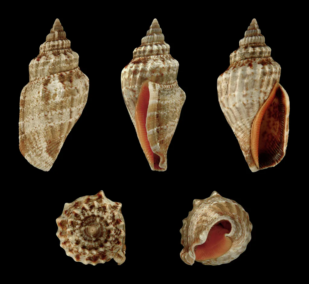 Canarium labiatum