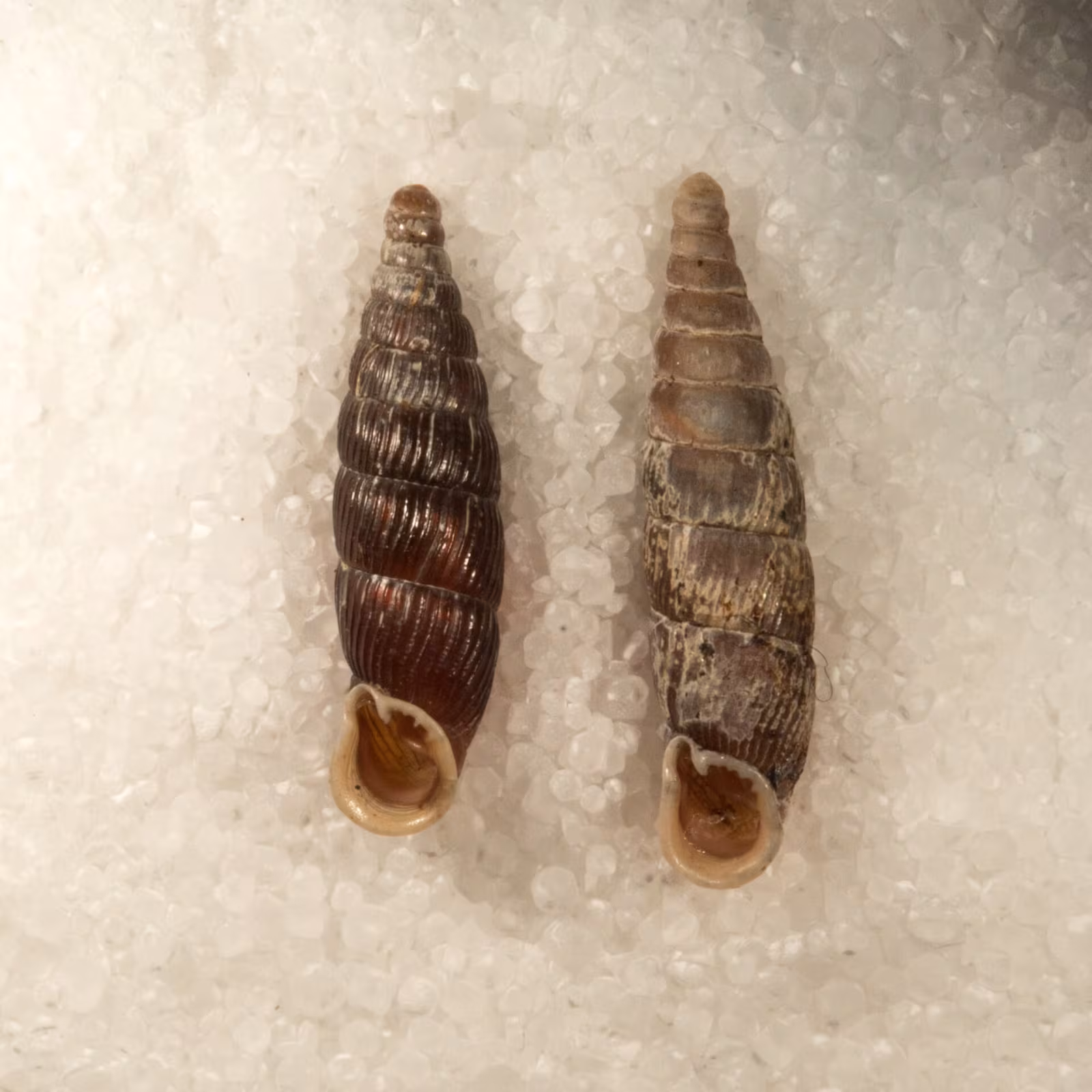 Macrogastra plicatula