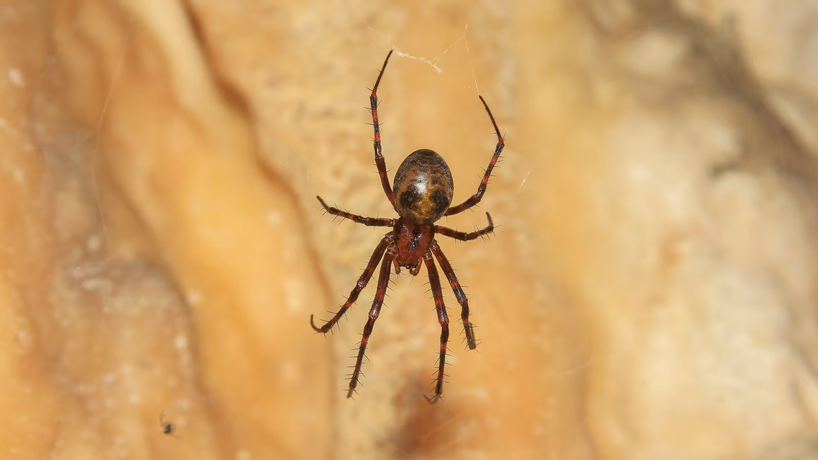 Ragno delle grotte