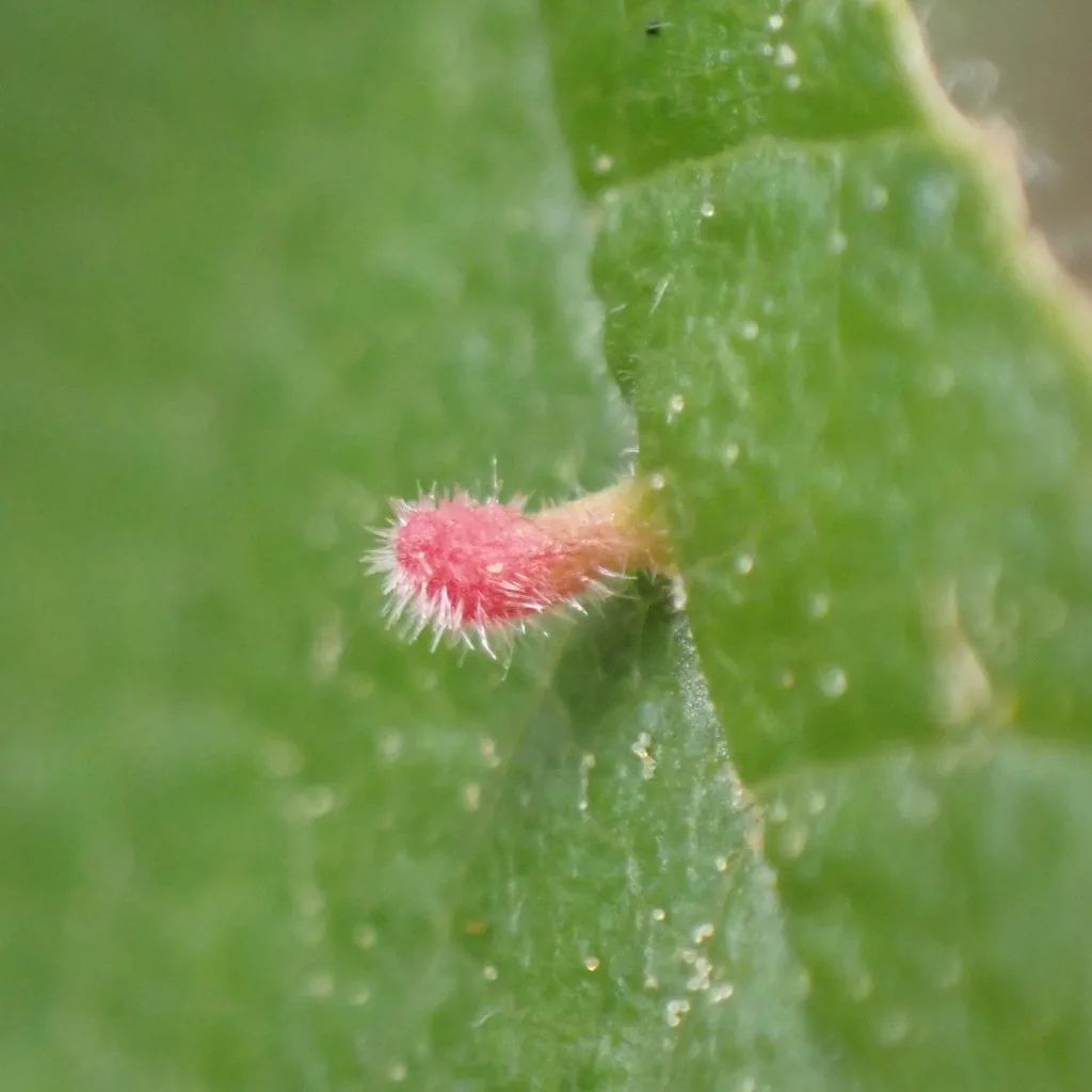 Eriophyes emarginatae
