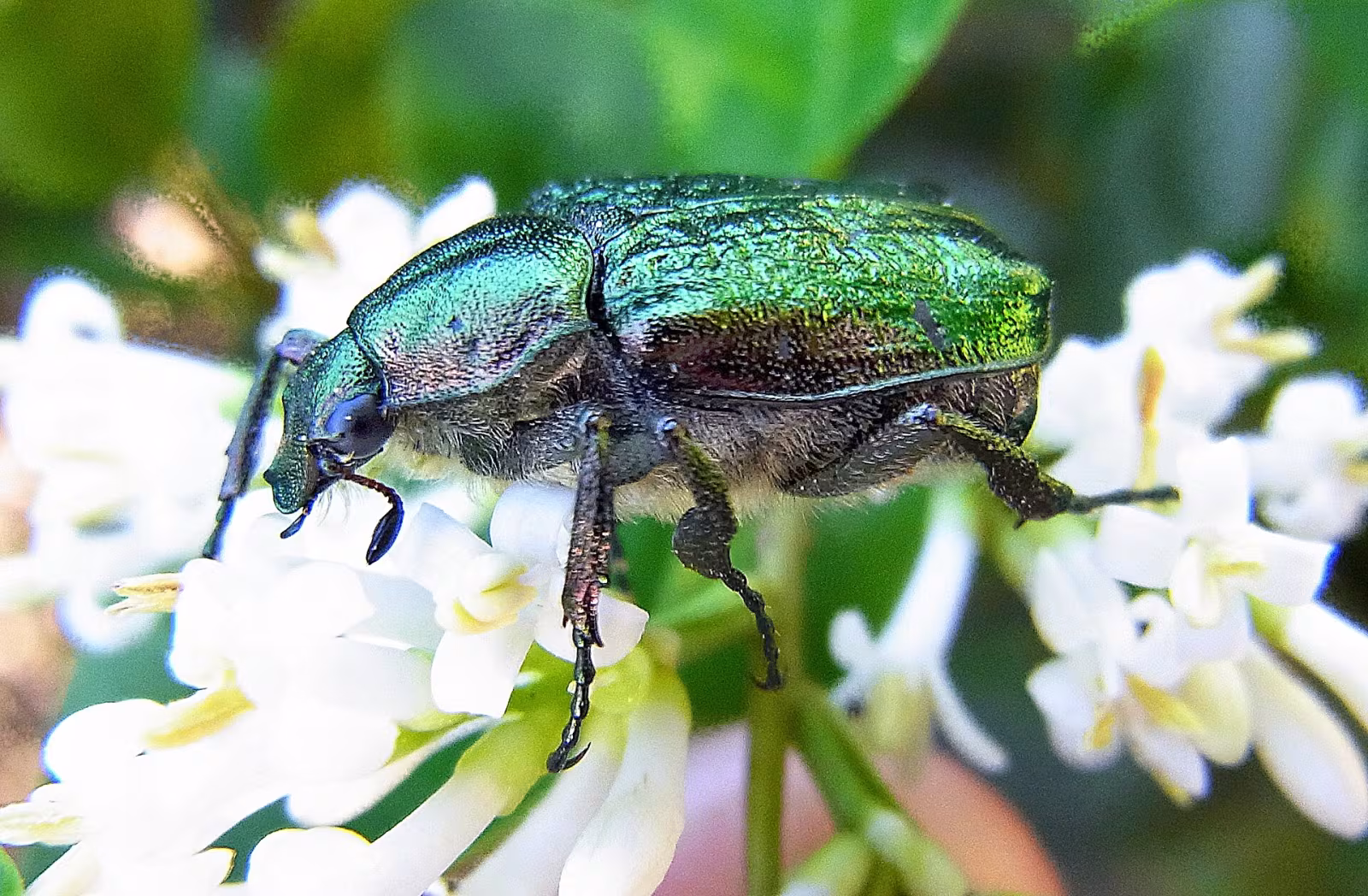 Gnorimus nobilis