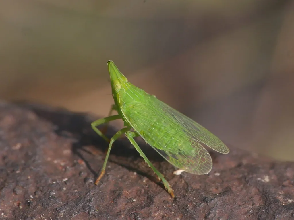 cicaletta nasuta