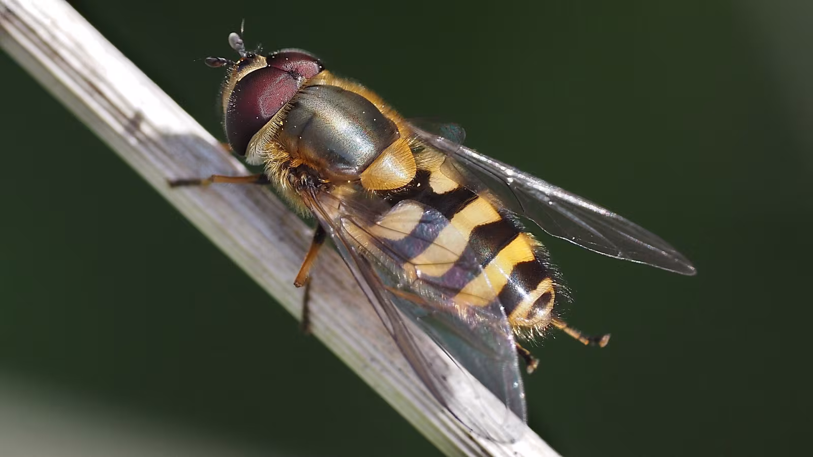 Syrphus torvus