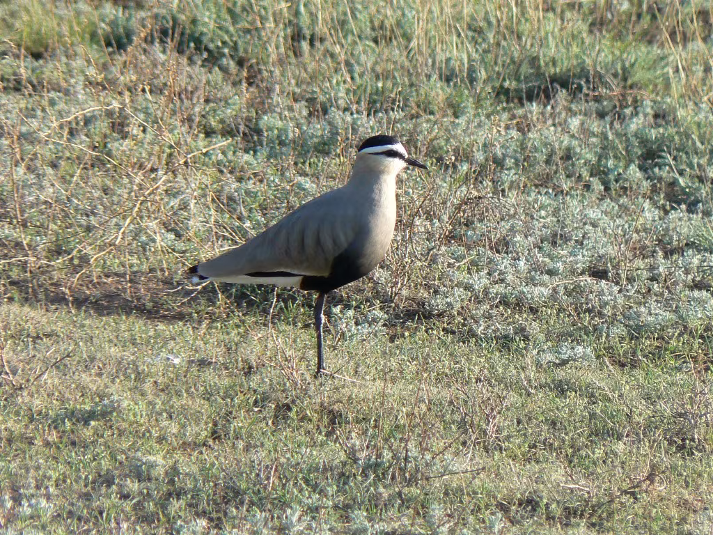 Pavoncella gregaria