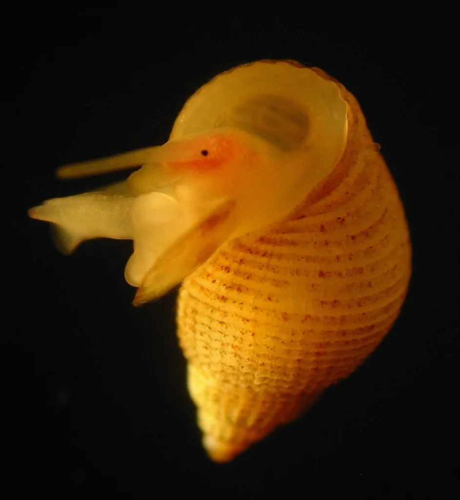 Alvania lactea