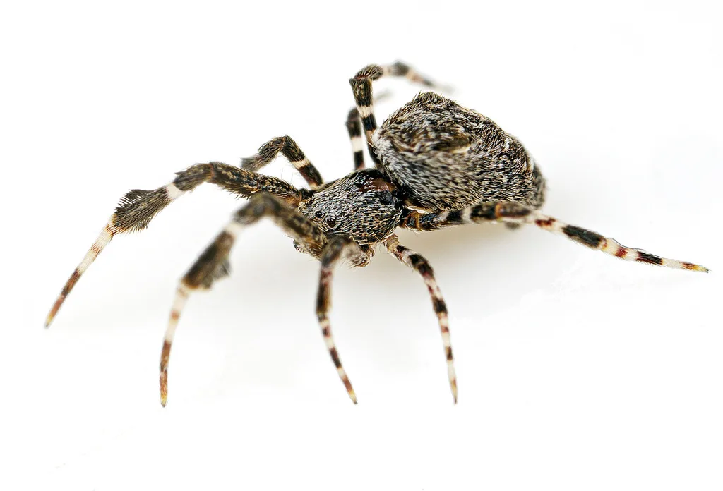 Uloborus plumipes