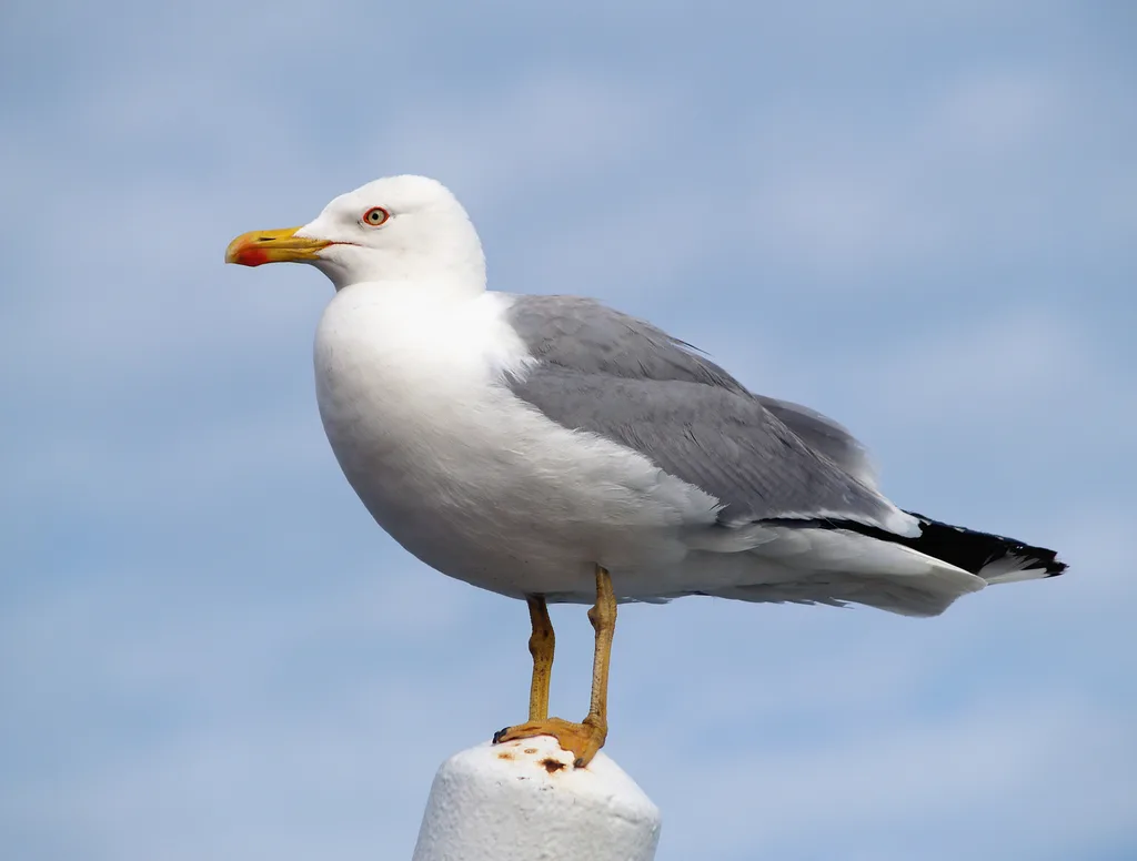 Gabbiano reale mediterraneo