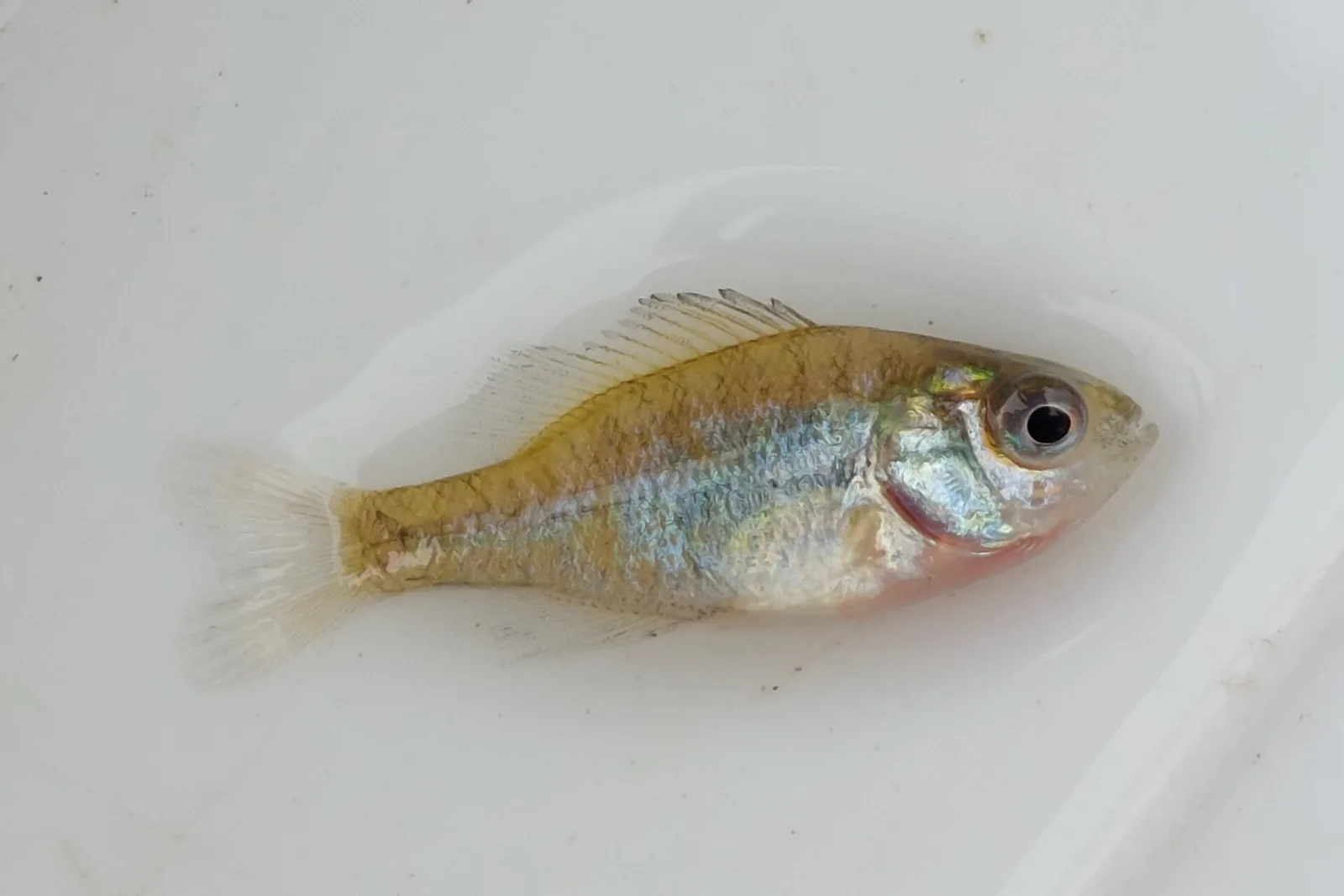 Persico sole