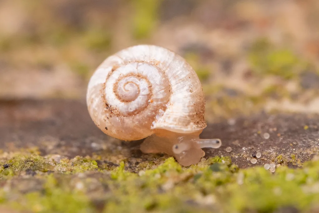 Vallonia pulchella