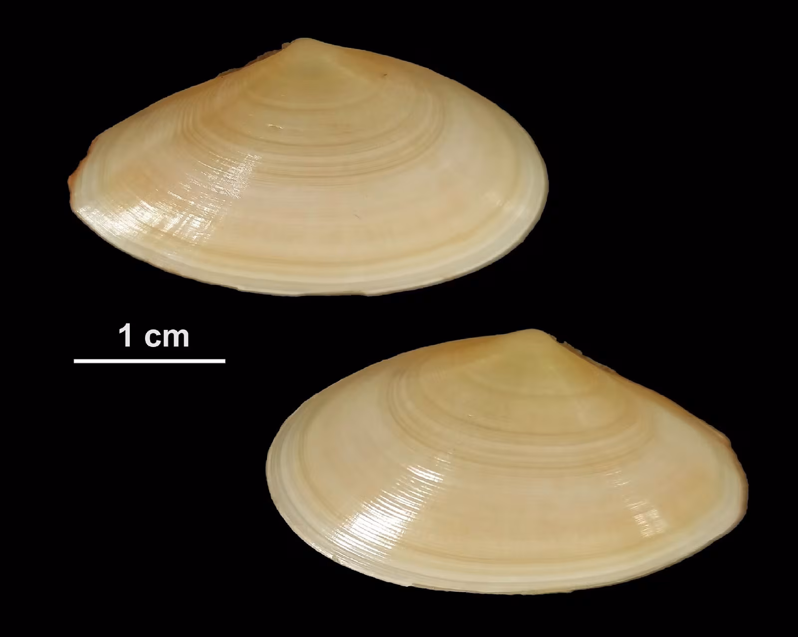 Tellina pallida