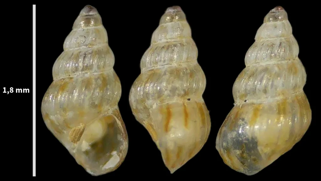 Pusillina philippi