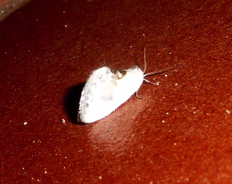 Cilix hispanica