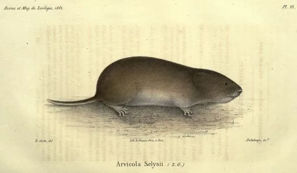 Arvicola di Savi