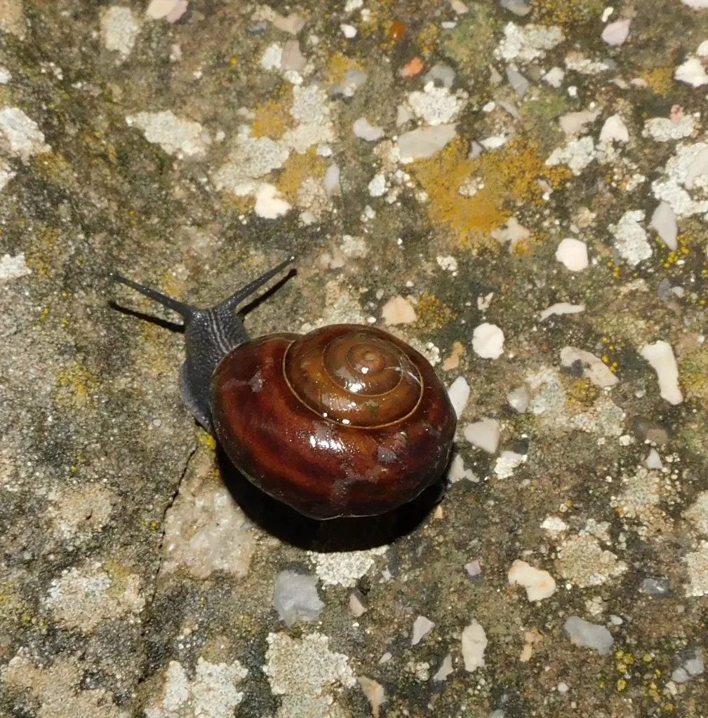 Tacheocampylaea tacheoides