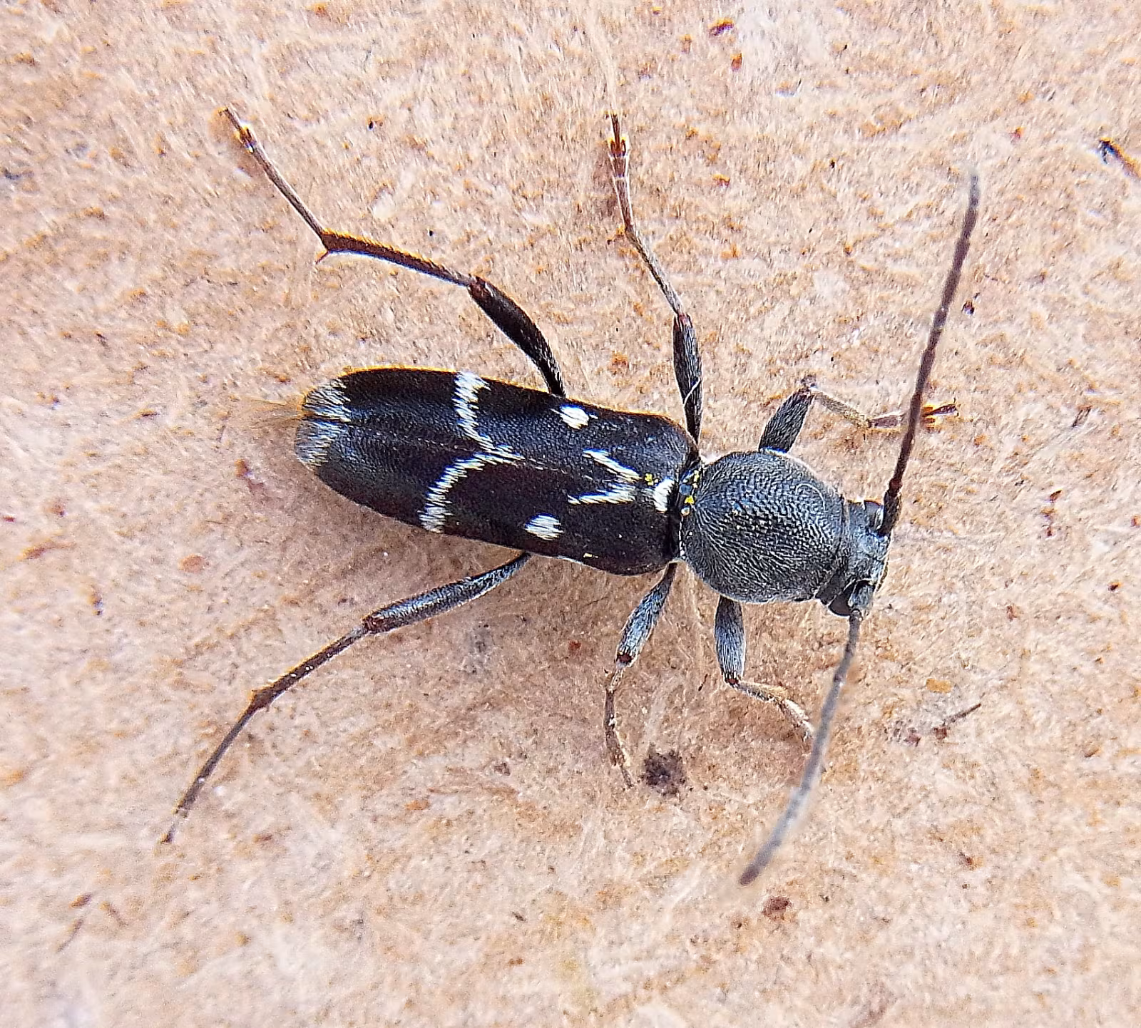 Chlorophorus figuratus