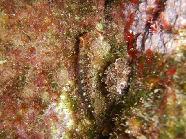 Bavosa cervina