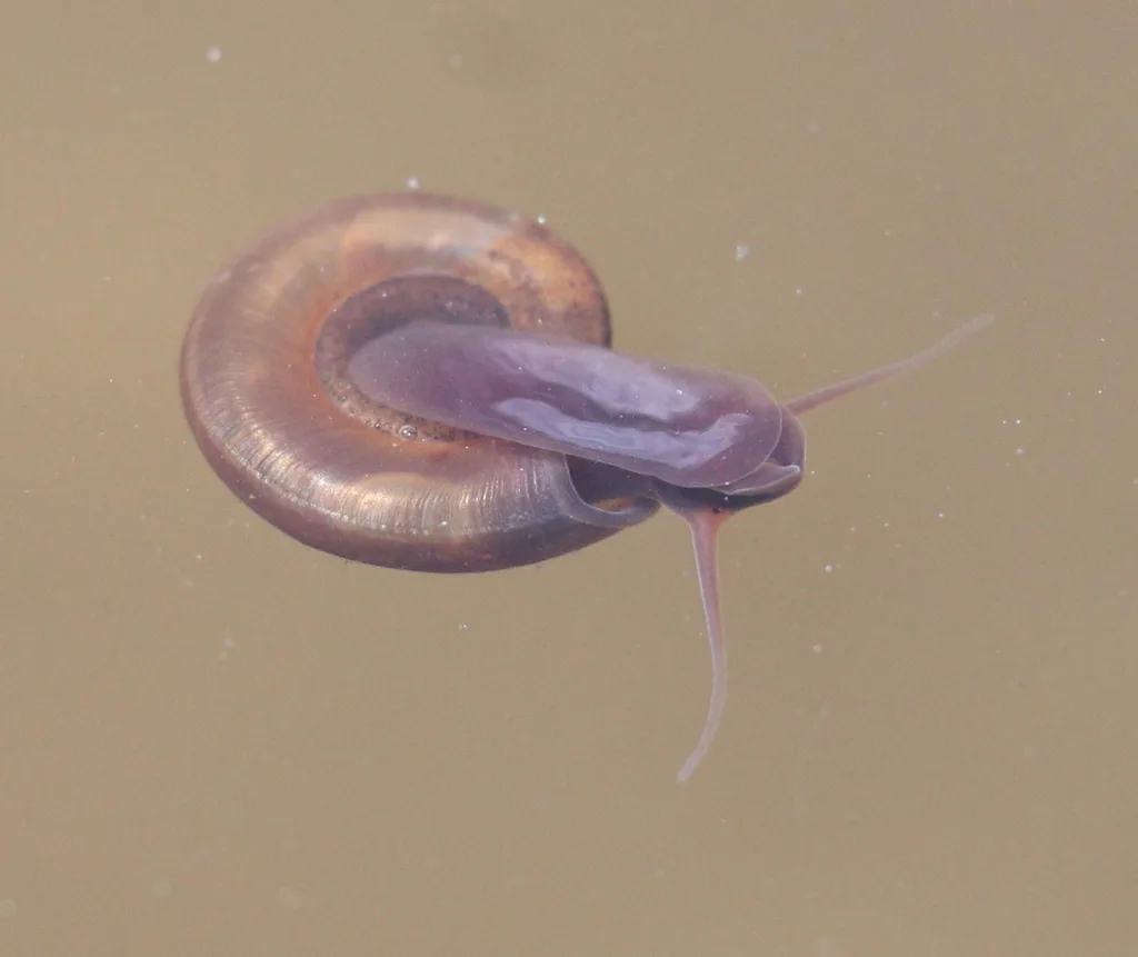 Planorbis planorbis