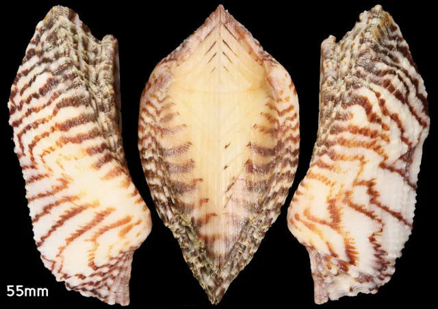 Arca di Noè