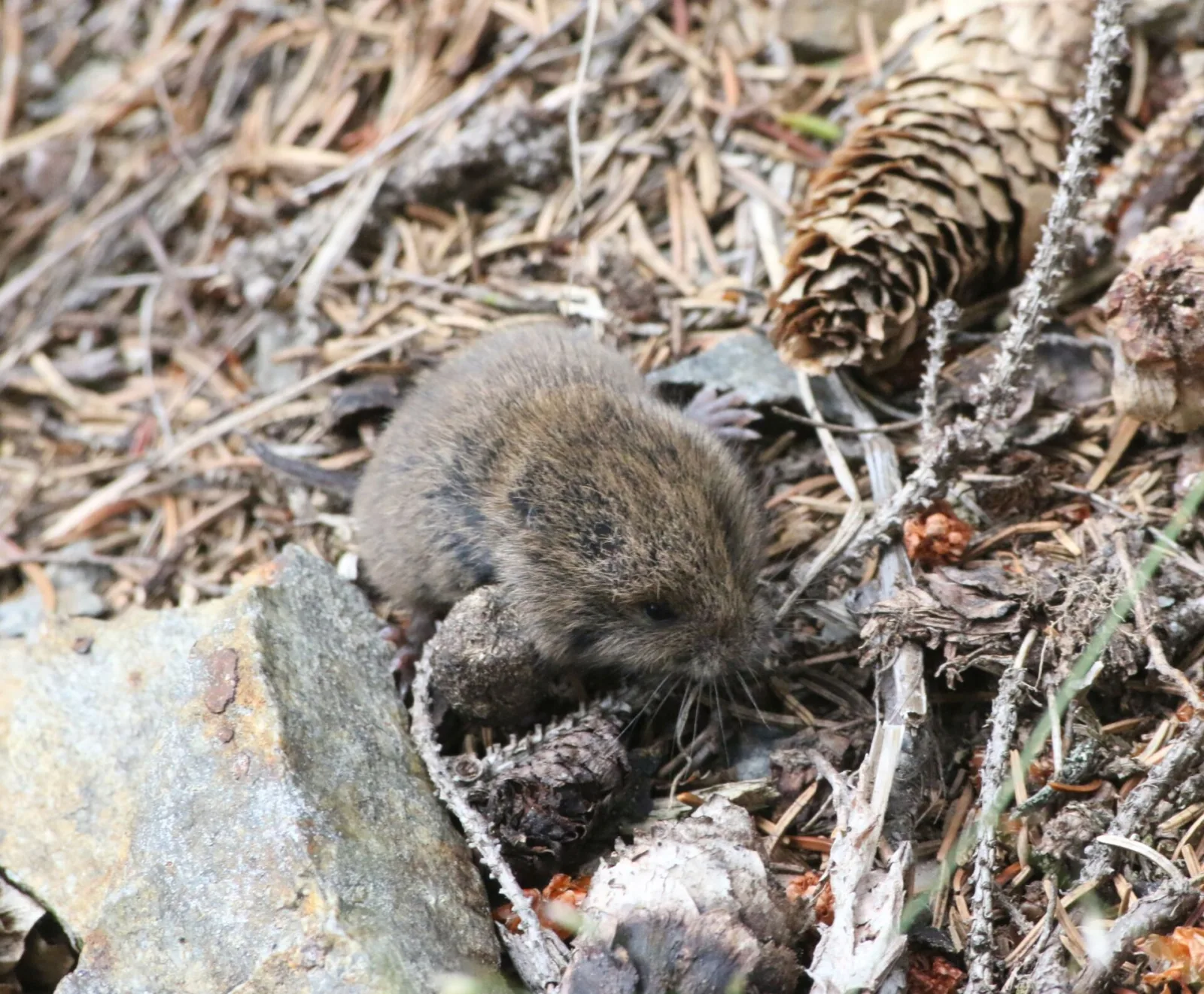 Arvicola sotterranea