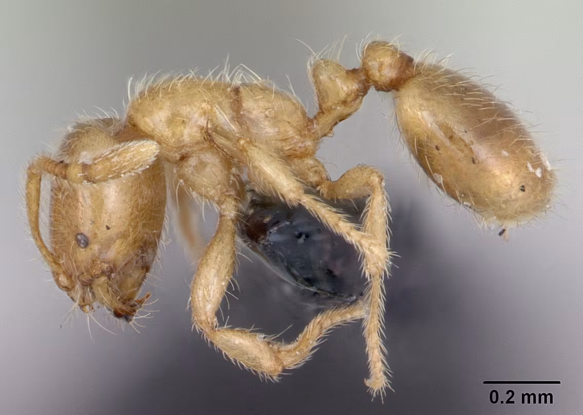 Solenopsis fugax