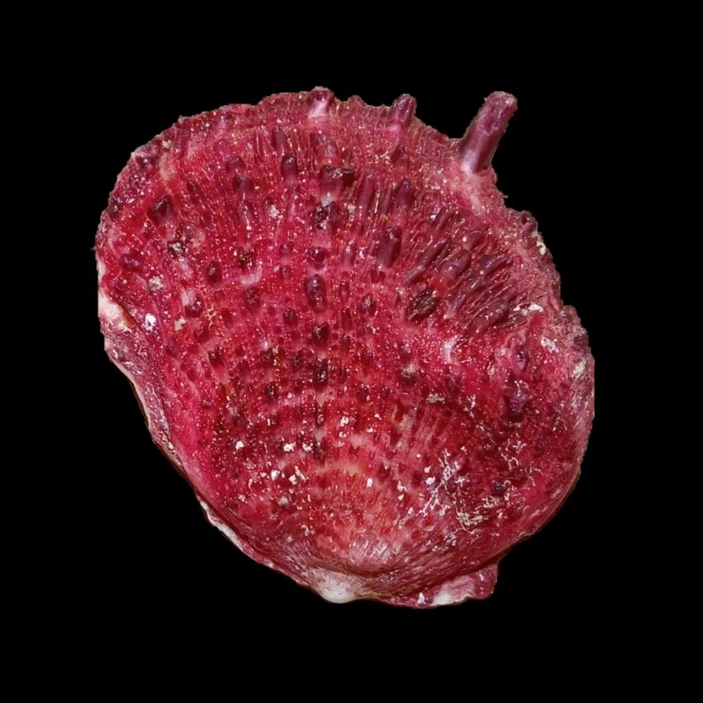 Spondilo mediterraneo