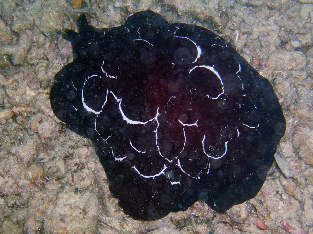 Pleurobranco di Forskal