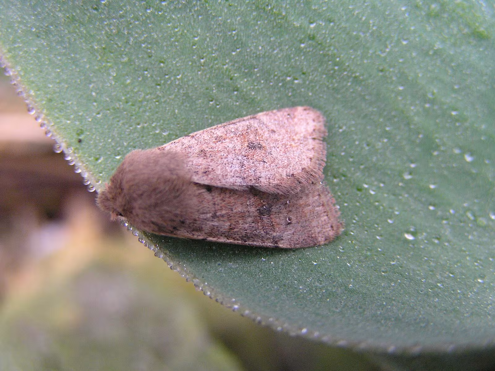 Orthosia (Monima) cruda