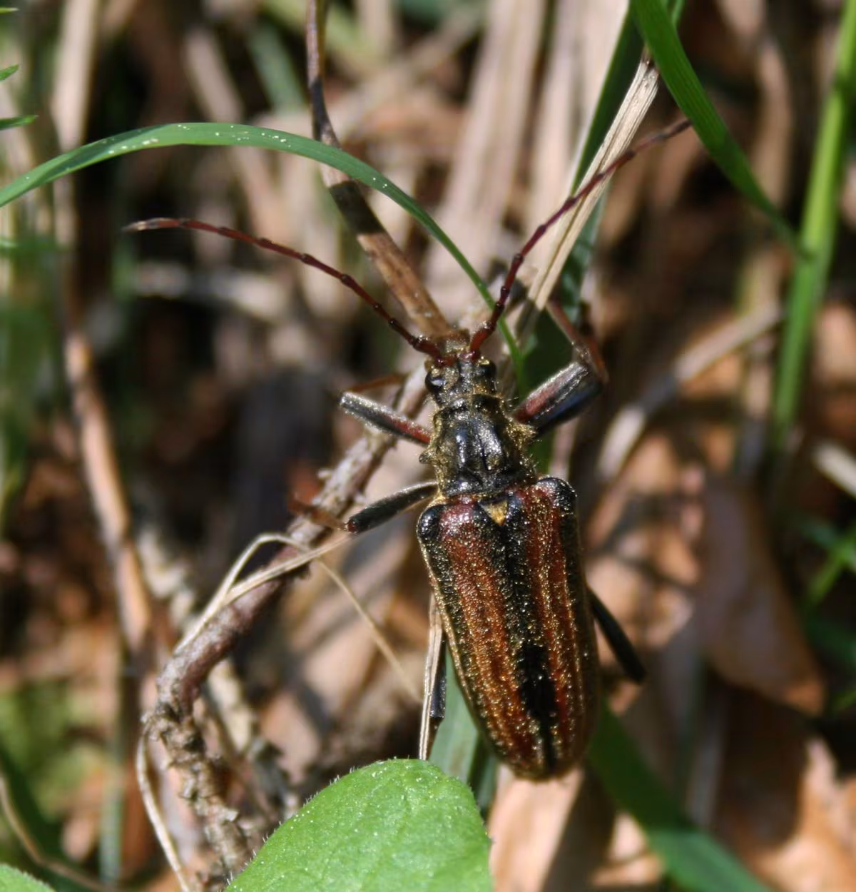 cerambico striato