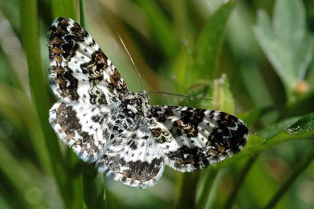 Epirrhoe tristata