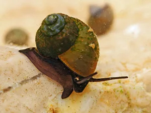 Sadleriana fluminensis
