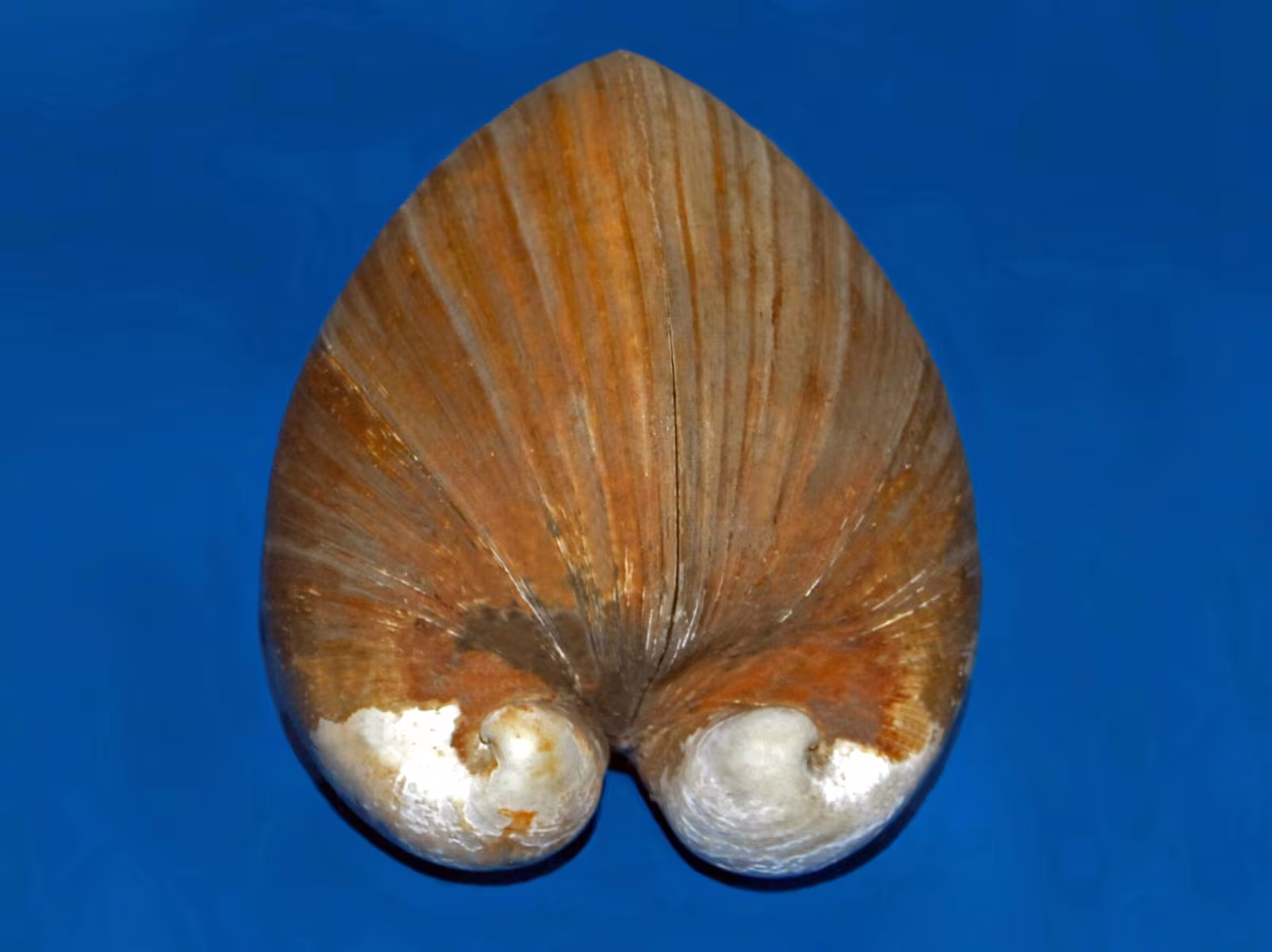 Glossus humanus