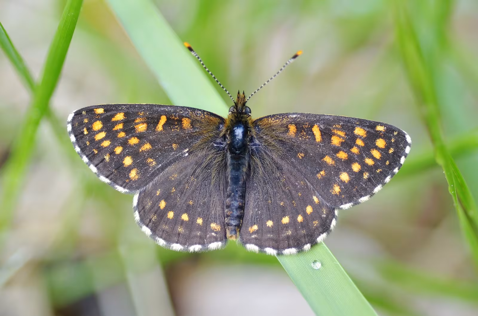 Melitaea diamina