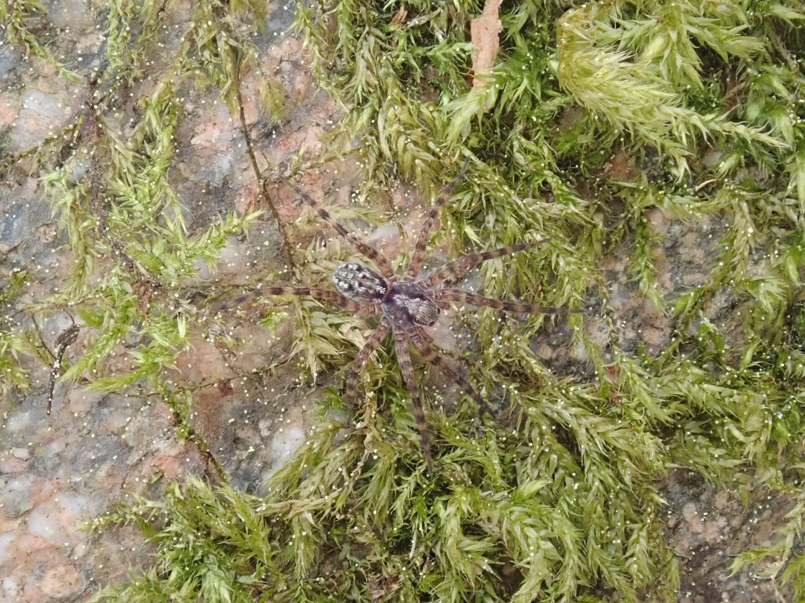 Acantholycosa norvegica