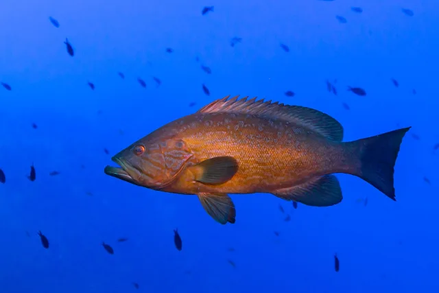 Cernia rossa