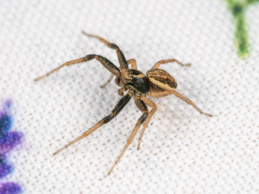 Psammitis ninnii