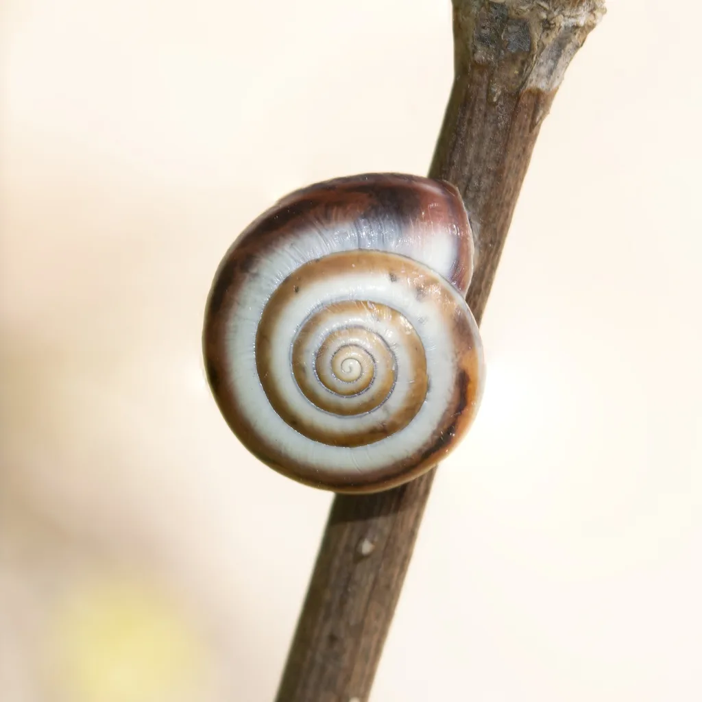 Monacha parumcincta