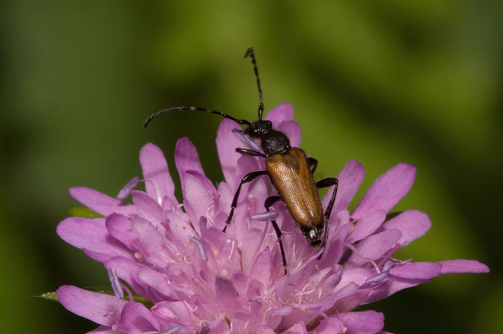 Paracorymbia maculicornis