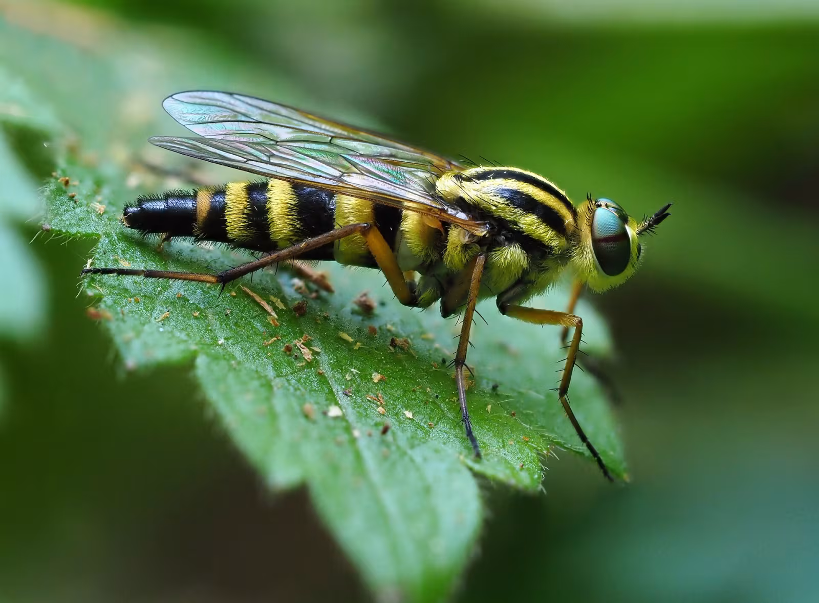 Thereva aurata