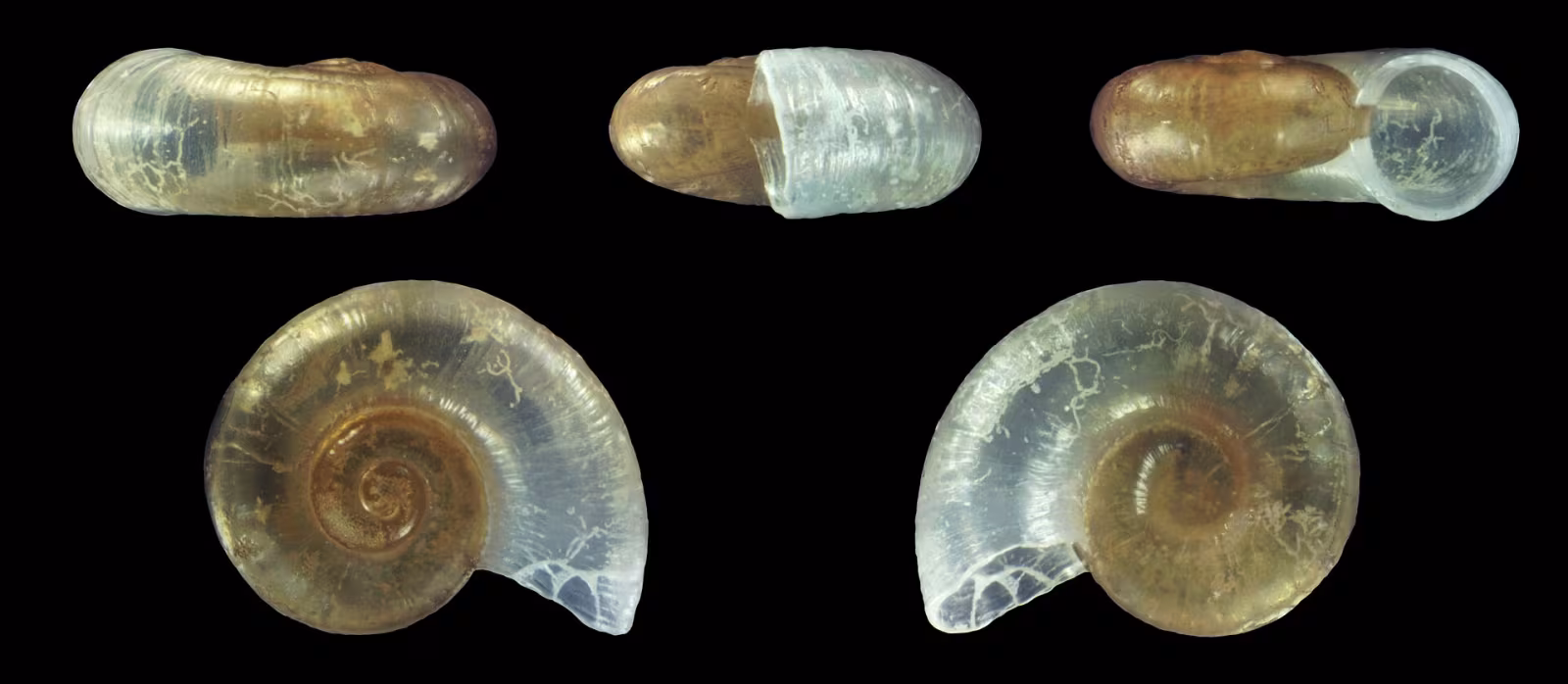 Skeneopsis planorbis