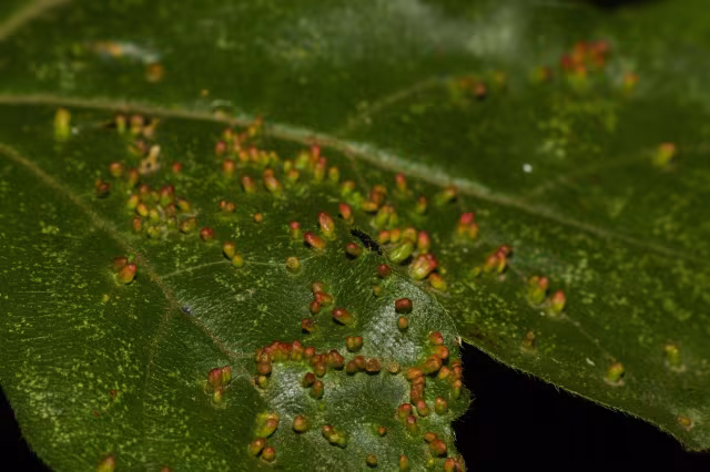 Aceria cephalonea